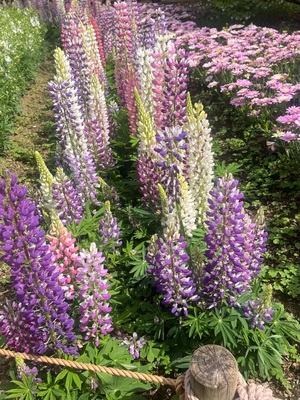 吉沢はるかの写メ日記｜ローテンブルク 吉原高級店ソープ