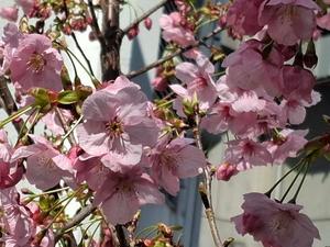 胡蝶 蘭の写メ日記｜ローテンブルク 吉原高級店ソープ