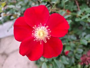 胡蝶 蘭の写メ日記|ローテンブルク 吉原高級店ソープ