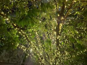 胡蝶 蘭の写メ日記｜ローテンブルク 吉原高級店ソープ