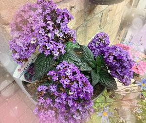 森川すみれの写メ日記｜ローテンブルク 吉原高級店ソープ