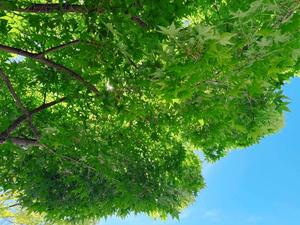 森川すみれの写メ日記｜ローテンブルク 吉原高級店ソープ
