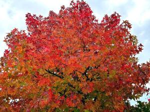 森川すみれの写メ日記|ローテンブルク 吉原高級店ソープ