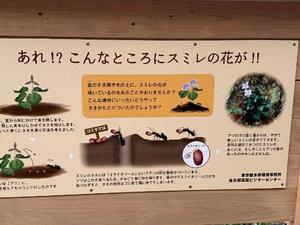 森川すみれの写メ日記｜ローテンブルク 吉原高級店ソープ