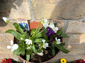 森川すみれの写メ日記｜ローテンブルク 吉原高級店ソープ