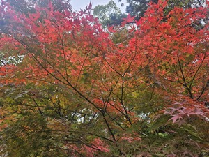 鳴沢ひろこの写メ日記｜ローテンブルク 吉原高級店ソープ