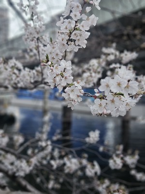 鳴沢ひろこの写メ日記｜ローテンブルク 吉原高級店ソープ