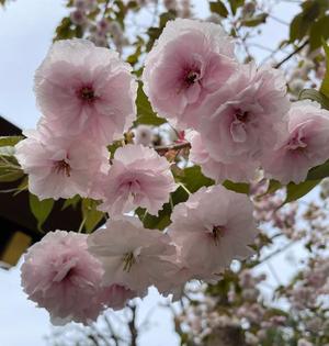 一之瀬 茜の写メ日記｜ローテンブルク 吉原高級店ソープ