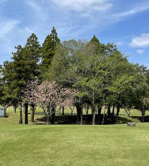一之瀬 茜の写メ日記｜ローテンブルク 吉原高級店ソープ