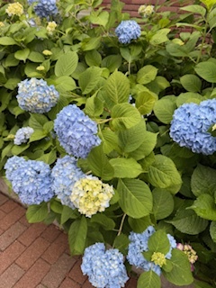 さゆりの写メ日記｜ローテンブルク 吉原高級店ソープ