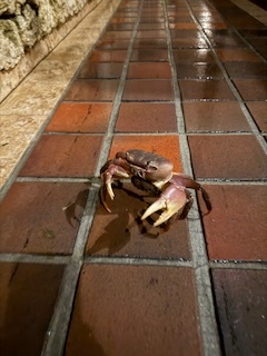 さゆりの写メ日記｜ローテンブルク 吉原高級店ソープ