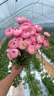 さゆりの写メ日記｜ローテンブルク 吉原高級店ソープ