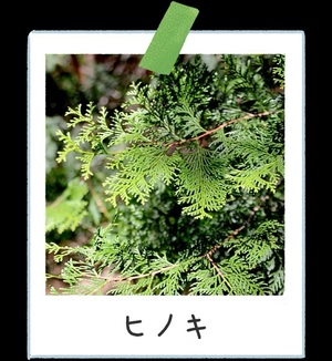 さゆりの写メ日記｜ローテンブルク 吉原高級店ソープ