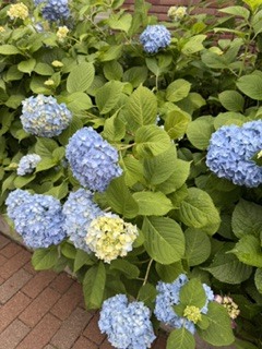 さゆりの写メ日記｜ローテンブルク 吉原高級店ソープ
