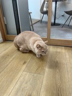 さゆりの写メ日記｜ローテンブルク 吉原高級店ソープ