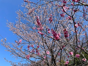 紀香の写メ日記｜ローテンブルク 吉原高級店ソープ
