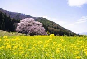 紀香の写メ日記｜ローテンブルク 吉原高級店ソープ
