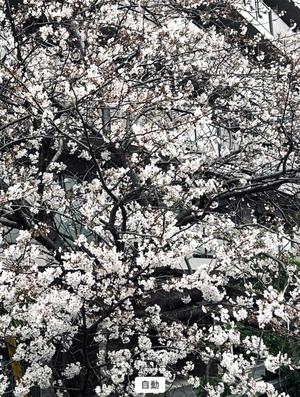 安西めぐみの写メ日記｜ローテンブルク 吉原高級店ソープ