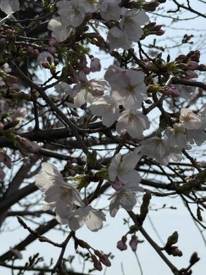 安西めぐみの写メ日記｜ローテンブルク 吉原高級店ソープ