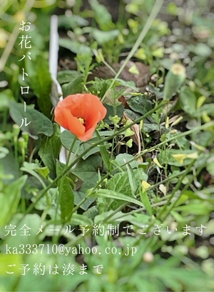 湊 かすみの写メ日記｜ローテンブルク 吉原高級店ソープ