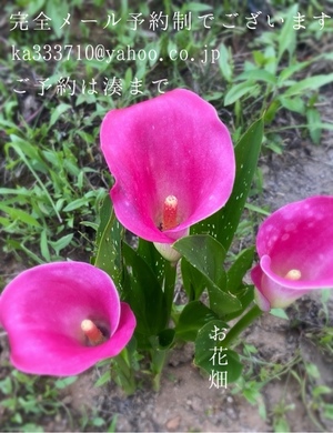 湊 かすみの写メ日記｜ローテンブルク 吉原高級店ソープ