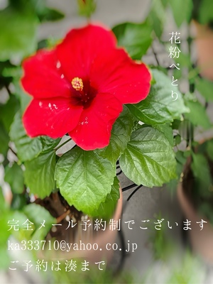 湊 かすみの写メ日記｜ローテンブルク 吉原高級店ソープ