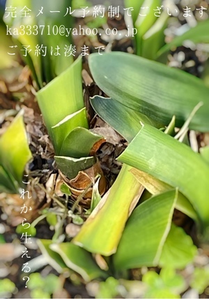 湊 かすみの写メ日記｜ローテンブルク 吉原高級店ソープ