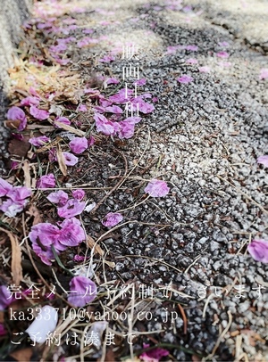 湊 かすみの写メ日記｜ローテンブルク 吉原高級店ソープ