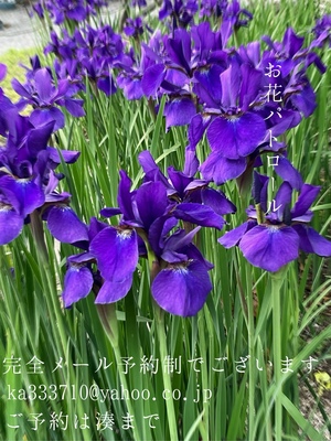 湊 かすみの写メ日記｜ローテンブルク 吉原高級店ソープ