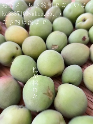湊 かすみの写メ日記｜ローテンブルク 吉原高級店ソープ
