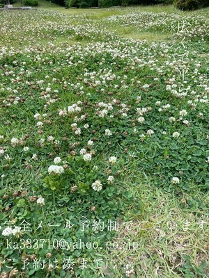 湊 かすみの写メ日記｜ローテンブルク 吉原高級店ソープ