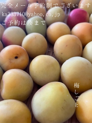 湊 かすみの写メ日記｜ローテンブルク 吉原高級店ソープ