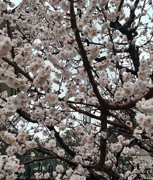 里中あいりの写メ日記｜ローテンブルク 吉原高級店ソープ