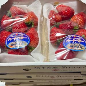 椿 こずえの写メ日記｜ローテンブルク 吉原高級店ソープ