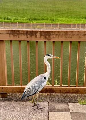 椿 こずえの写メ日記｜ローテンブルク 吉原高級店ソープ