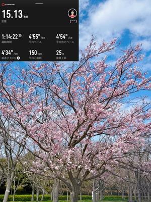 椿 こずえの写メ日記｜ローテンブルク 吉原高級店ソープ