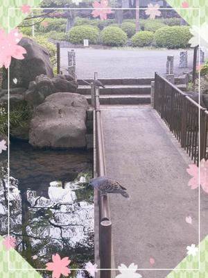 藤崎美奈の写メ日記｜ローテンブルク 吉原高級店ソープ