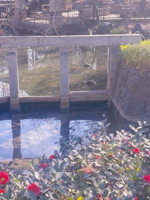 藤崎美奈の写メ日記｜ローテンブルク 吉原高級店ソープ