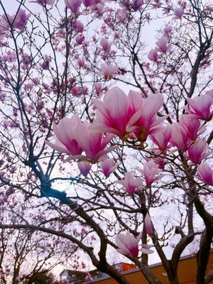 藤崎美奈の写メ日記｜ローテンブルク 吉原高級店ソープ