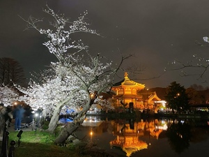 響あかりの写メ日記｜ローテンブルク 吉原高級店ソープ