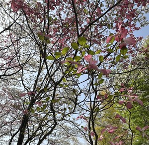 白瀬奈美の写メ日記｜ローテンブルク 吉原高級店ソープ