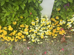 白瀬奈美の写メ日記｜ローテンブルク 吉原高級店ソープ