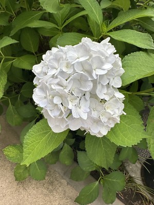 白瀬奈美の写メ日記｜ローテンブルク 吉原高級店ソープ