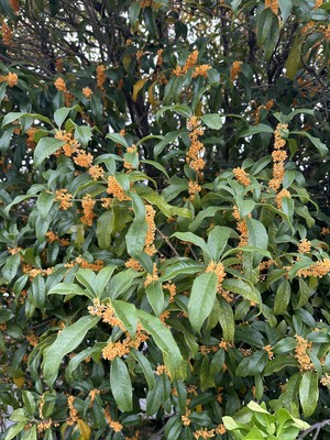 白瀬奈美の写メ日記｜ローテンブルク 吉原高級店ソープ