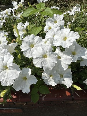 白瀬奈美の写メ日記｜ローテンブルク 吉原高級店ソープ