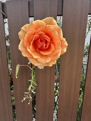 白瀬奈美の写メ日記｜ローテンブルク 吉原高級店ソープ