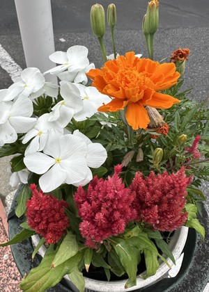 白瀬奈美の写メ日記｜ローテンブルク 吉原高級店ソープ