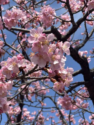 白瀬奈美の写メ日記｜ローテンブルク 吉原高級店ソープ