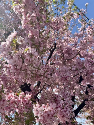 白瀬奈美の写メ日記｜ローテンブルク 吉原高級店ソープ