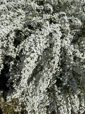 白瀬奈美の写メ日記｜ローテンブルク 吉原高級店ソープ